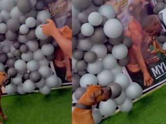 Man throws birthday party for his dog, plays saxophone for it