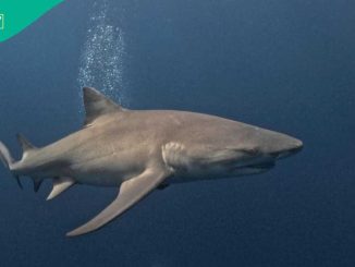 Scientist Releases Recorded Sound of Shark for the First Time, Snaps and Clicks of Teeth Heard