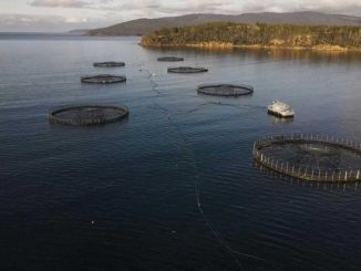 Dead salmon create election stink on Australian island