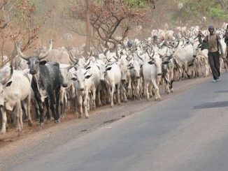 Agatu chairman gives Fulani herdsmen 48-hour ultimatum to vacate Benue