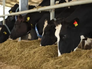 Championing sustainability in Nigeria’s dairy sector