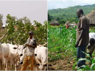 Fulani youths call for end to farmer-herder clashes