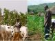 Fulani youths call for end to farmer-herder clashes