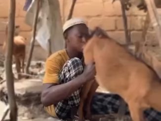 Hisbah Arrests 24-yr-old Man Over Obscene Act With Goat In Kano