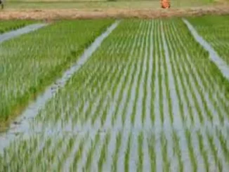 Jigawa govt target 3.6 million metric tons of rice annually