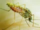 Kill Mosquito, Prevent Malaria
