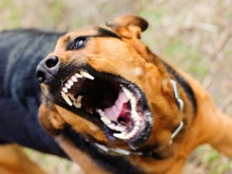 Man Killed, Another Injured Over Dog Theft