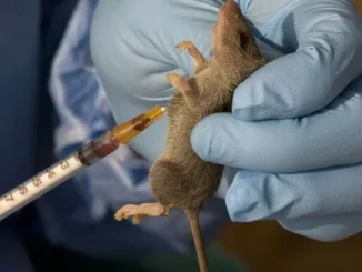 One dead after Lassa fever resurfaces in Kano hospital