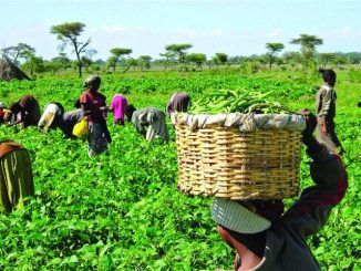 Oyo Gov’t Begins Phase II Of 50% Tractor Subsidy For Farmers
