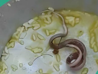 Protest as 100 School Children Fall Sick After Eating Food With Dead Snake
