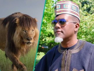 Reno Omokri Experiences Close Shave With Lion, Video Elicits Several Reactions