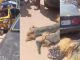Masquerade passes away after getting hit by tricycle 