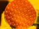 Protection racket? Asian semiconductor giants fear looming tariffs