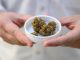 High times for German cannabis firm amid medical boom