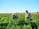 Zimbabwe's farmers push on as land grab compensation flounders