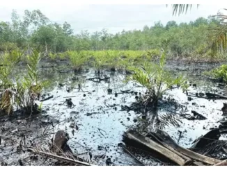 B-Dere oil spill: Environmental activists demand swift intervention