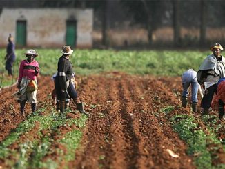 IITA Supports 70 Oyo Young Farmers With Inputs, Equipment