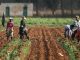 IITA Supports 70 Oyo Young Farmers With Inputs, Equipment