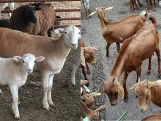 Kano govt arrests goats for alleged eating of tree seedlings