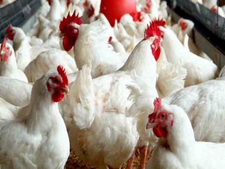 Many Nigerians can no longer afford eggs — Poultry farmers lament