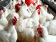 Many Nigerians can no longer afford eggs — Poultry farmers lament