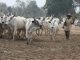 Miyetti Allah Calls For An End To Open Grazing