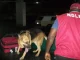 NDLEA busts drug smuggling ring using fuel truck, arrests four in Niger