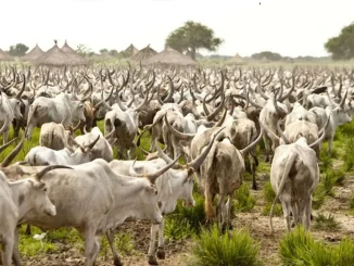 Open grazing no longer sustainable in Benue – Miyetti Allah