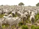 Open grazing no longer sustainable in Benue – Miyetti Allah