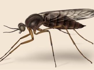 Ways To Rid Your Home of Gnats