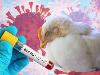 Virologists Warn Of H5N1 Bird Flu Pandemic
